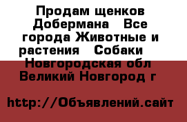 Продам щенков Добермана - Все города Животные и растения » Собаки   . Новгородская обл.,Великий Новгород г.